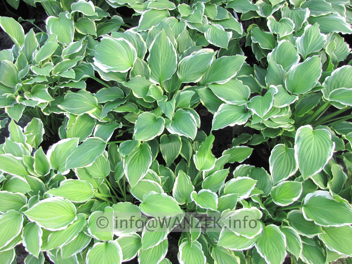 Hosta plantaginea Summer Fragrance 04.JPG